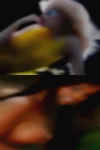Discreet Dickson